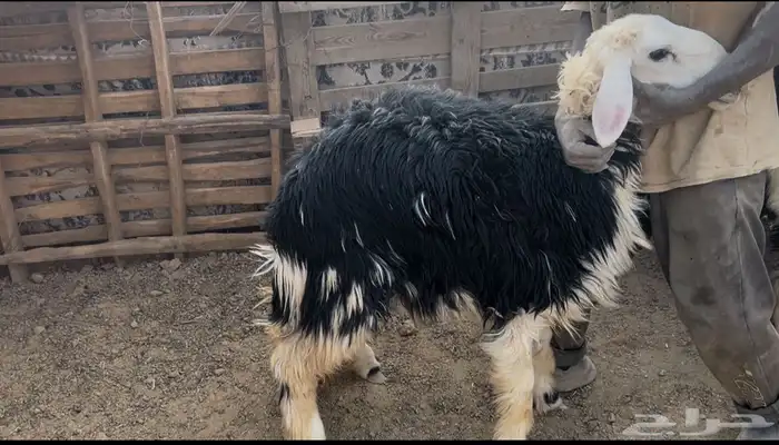 للبيع رخل نجديه فل شحم وحايل شرط 0