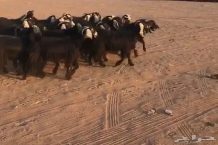 معزا ولد سرحه العدد 21 معها 22 الموقع الحناكيه 6