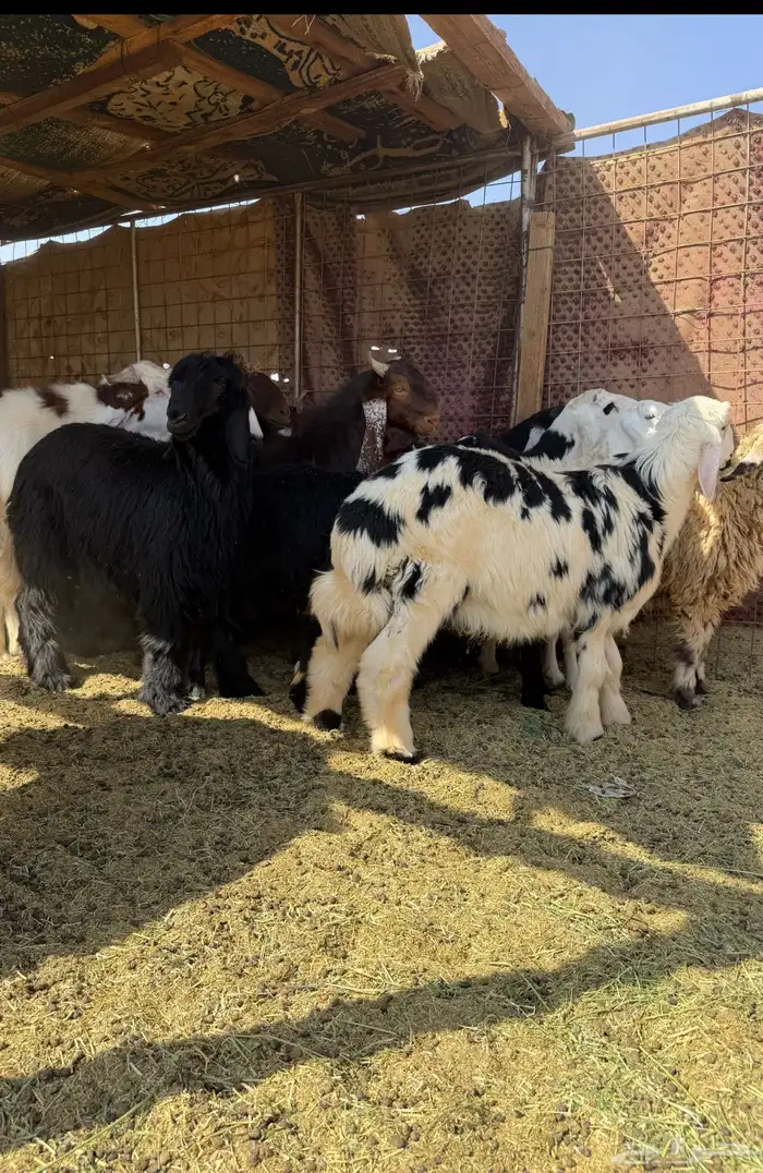 خرفان و رخال 3