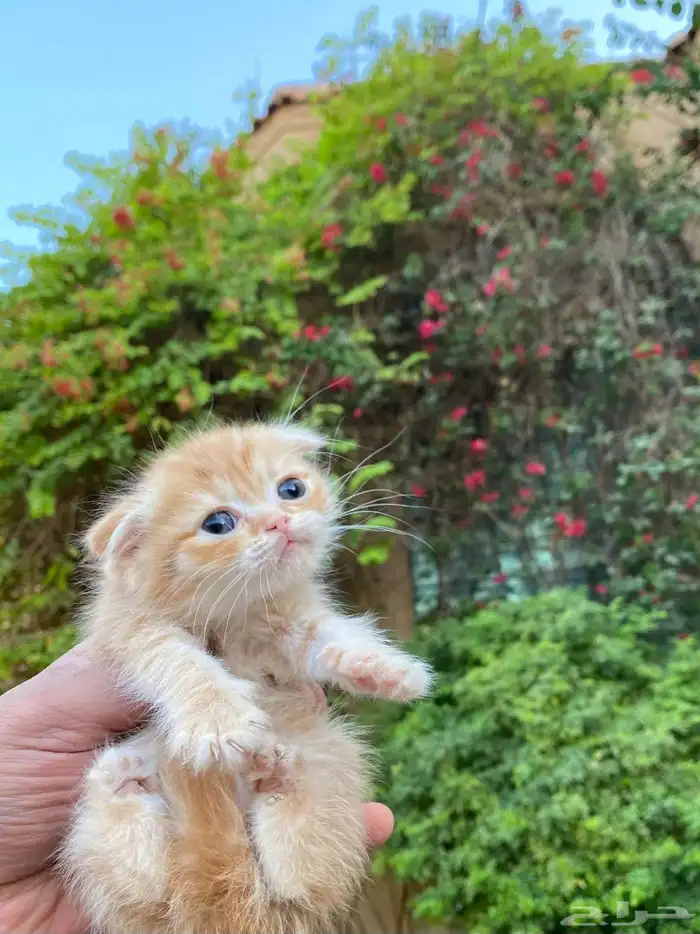 سكوتش فولد مطعمين الوان مميزة للبيع ولايوجد تبني 27