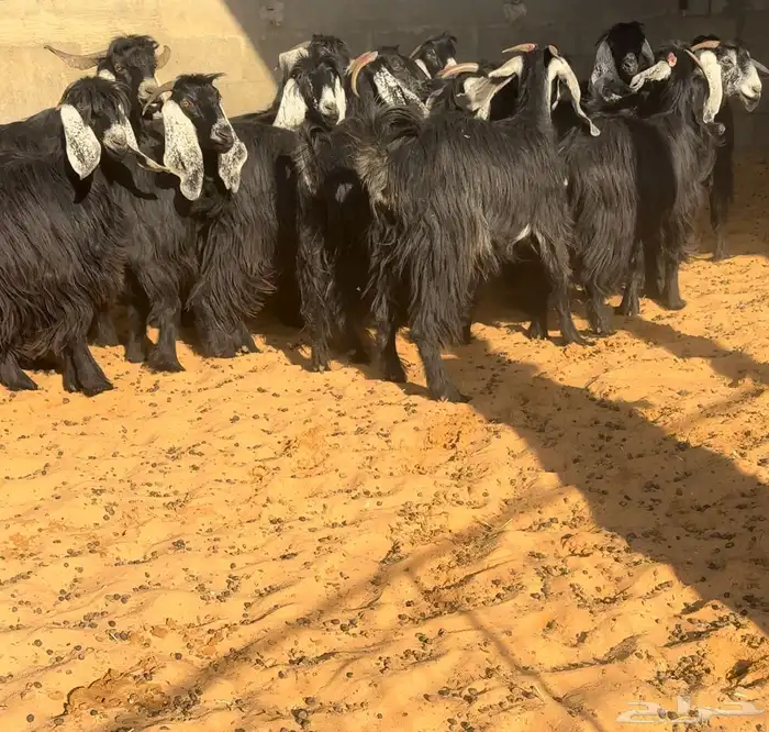 جفرات عوارض دفيع 1