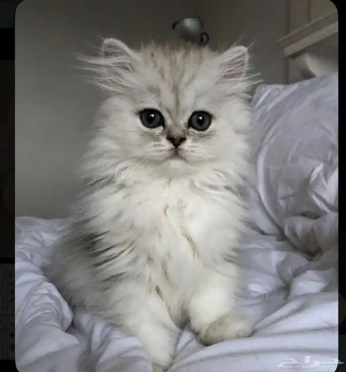 ابي قطط لتبني مو للبيع 0