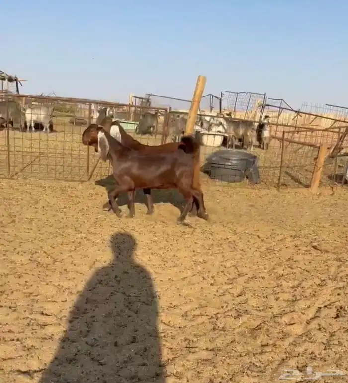 تم البيع. جفرات مطوره بمصري 0