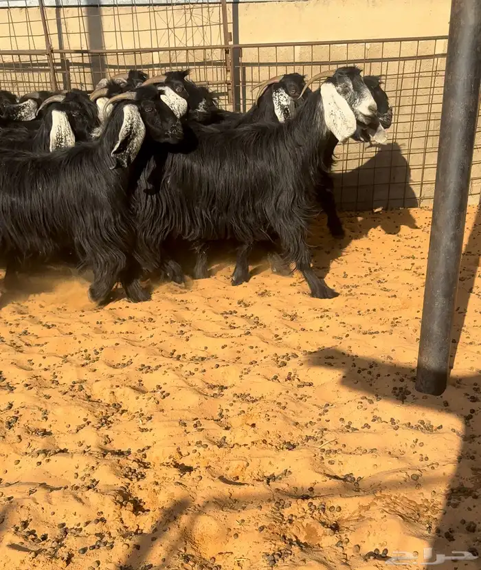 جفرات عوارض دفيع 0