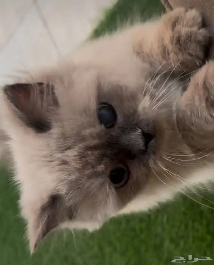 قطه هملايا لتبني عمر 6 شهور 2