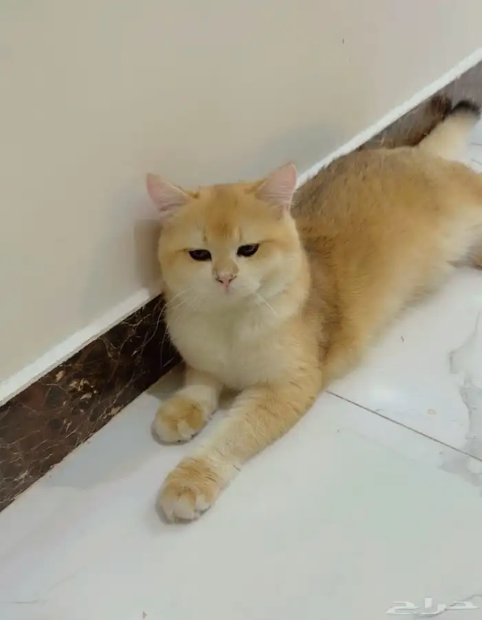 ذكر برتش ny12 مسجل من أب وأم مسجلين 0