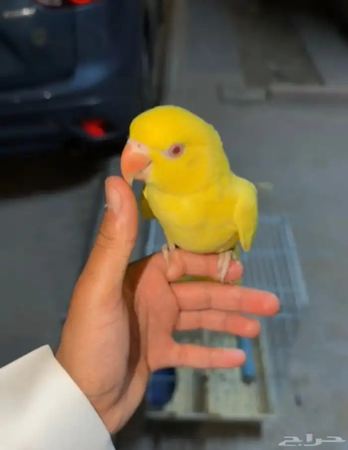 دره لاتينو اليف 1