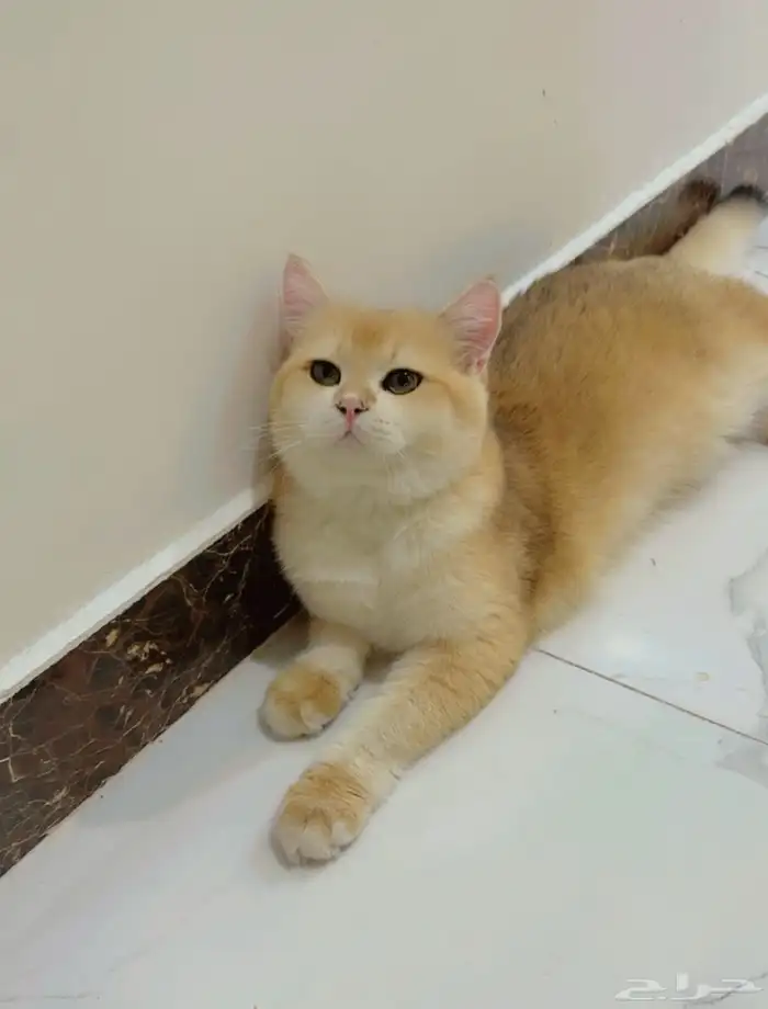 ذكر برتش ny12 مسجل من أب وأم مسجلين 2