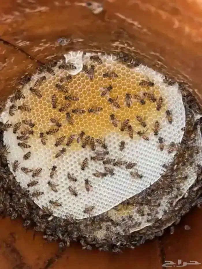 عسل سدر او سدره 4