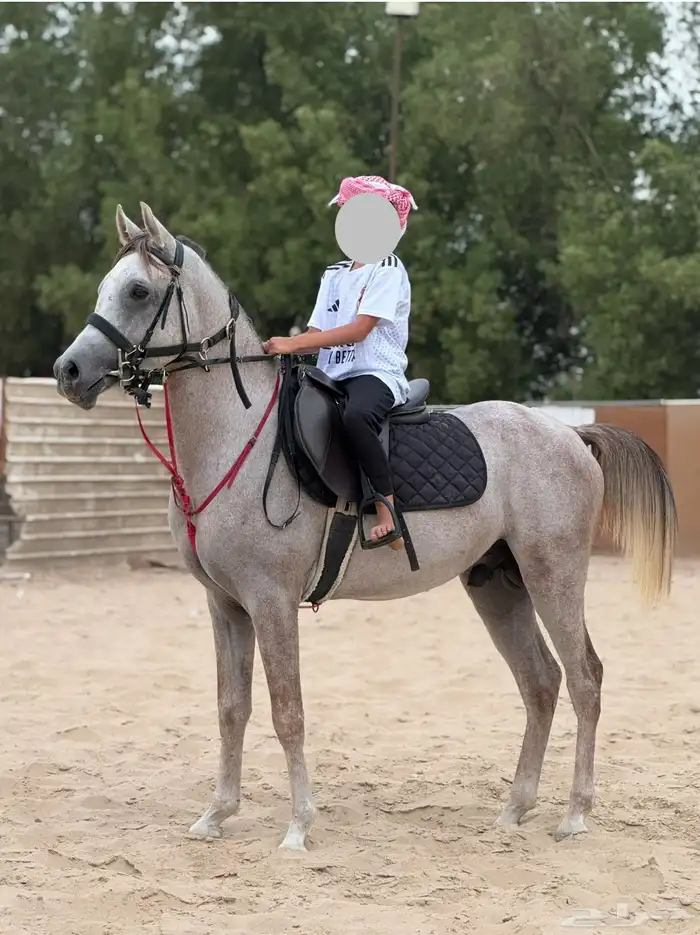 حصان شعبي فاخر وكفو 0