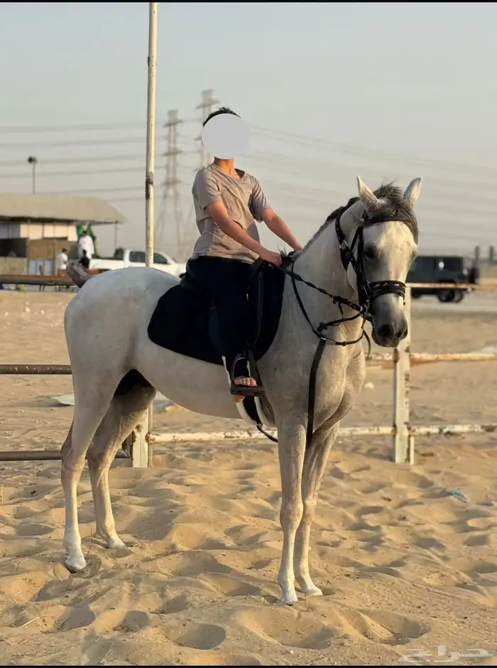 حصان شعبي فاخر وكفو 4