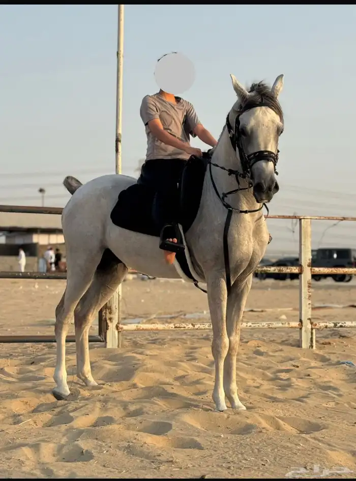 حصان شعبي فاخر وكفو 2