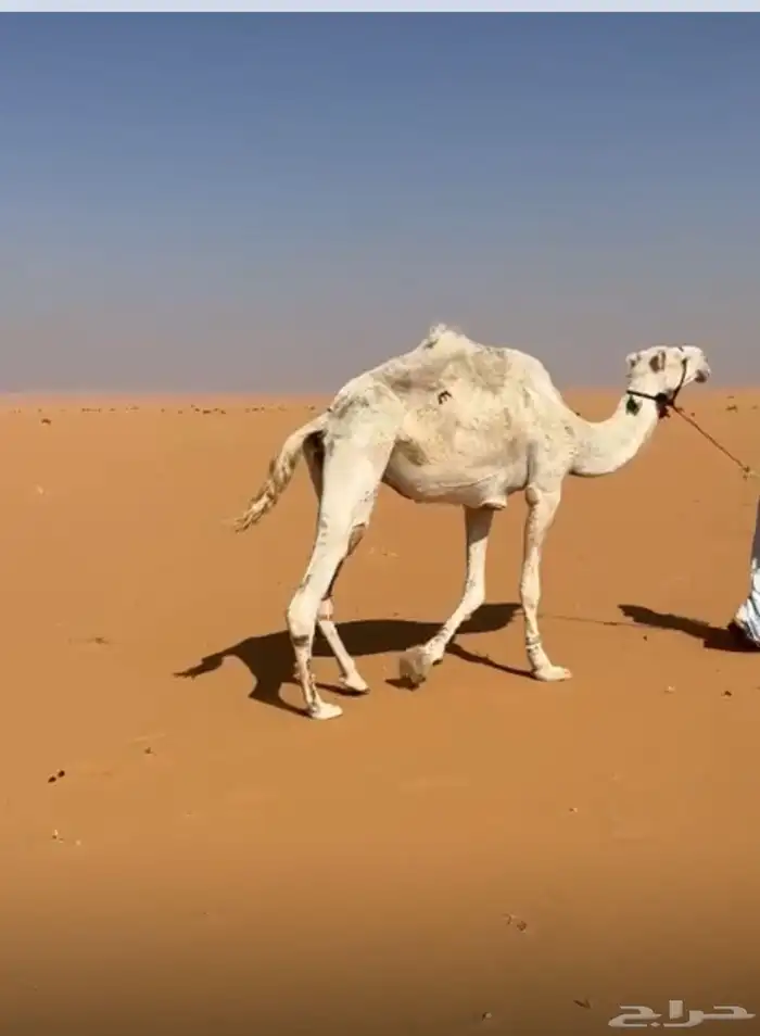 رحول وضحى للبيع 0