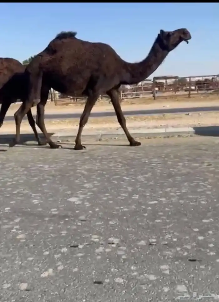 ثنو لقحه ديده طيب وشكلها طيب ولقحه على بعير طيب 0