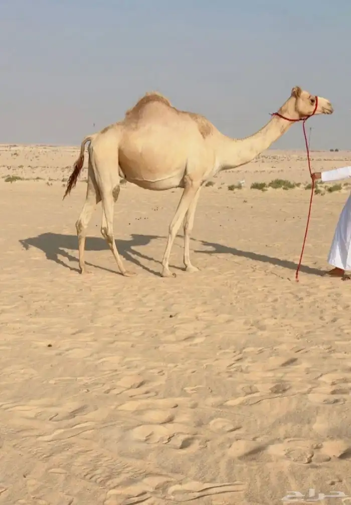 القحه منتج قعود سابق في قطر ورابطه موجود للبيع هجن 0