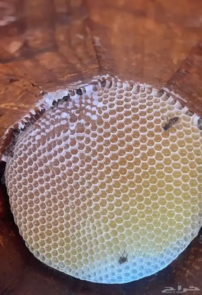 عسل سدر او سدره 2