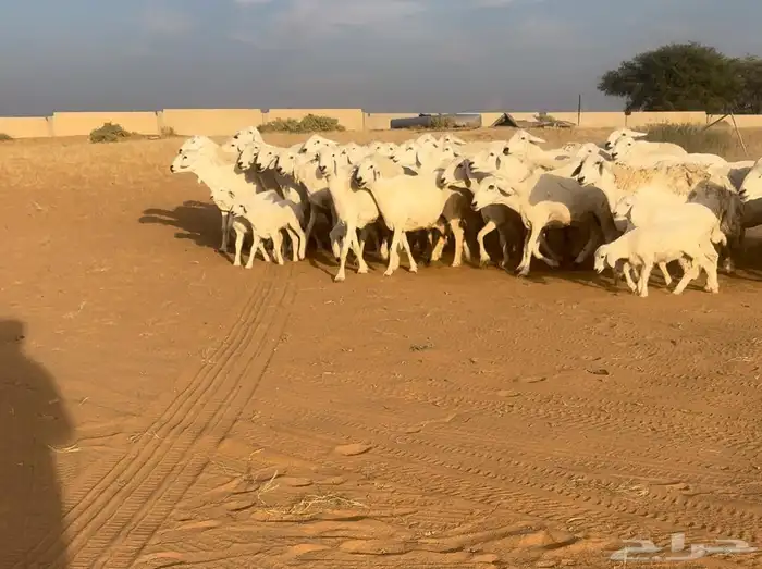 حريات حرش فاخره((( تم البيع ))) 1