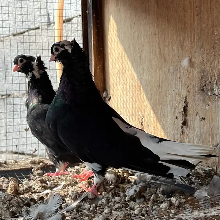 حمام قطيفي 3 اجواز 3