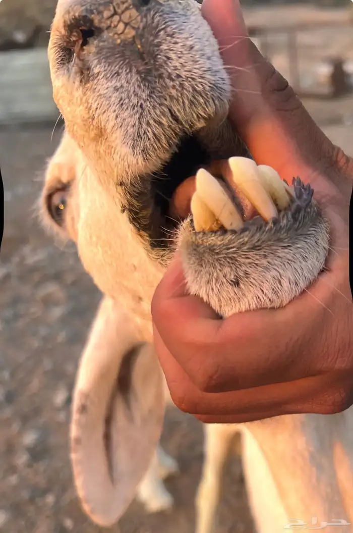 نعجه بولدها 2