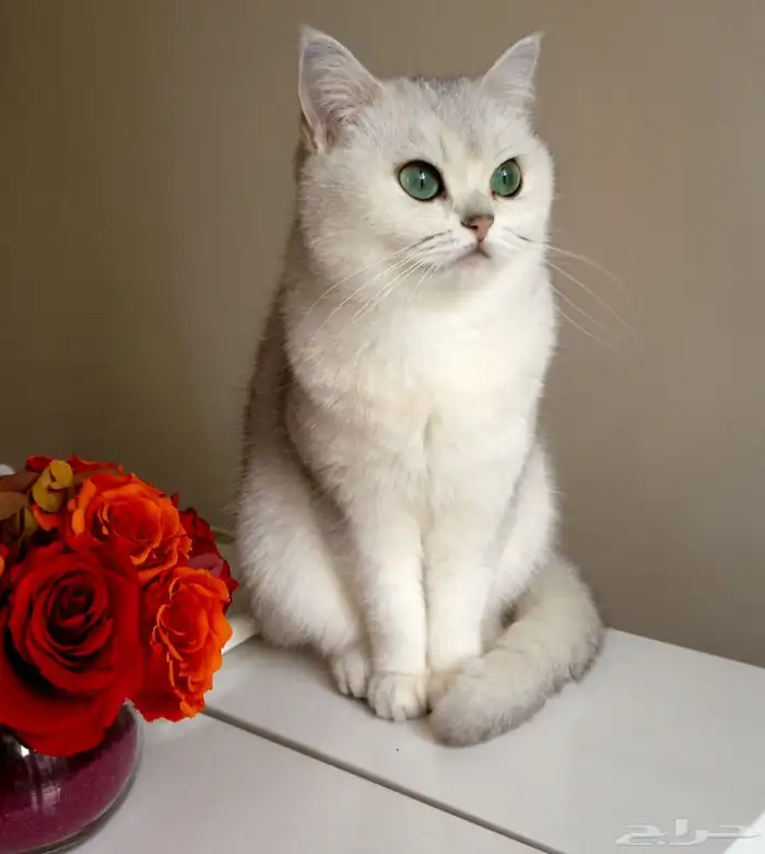 بريتش للبيع 0