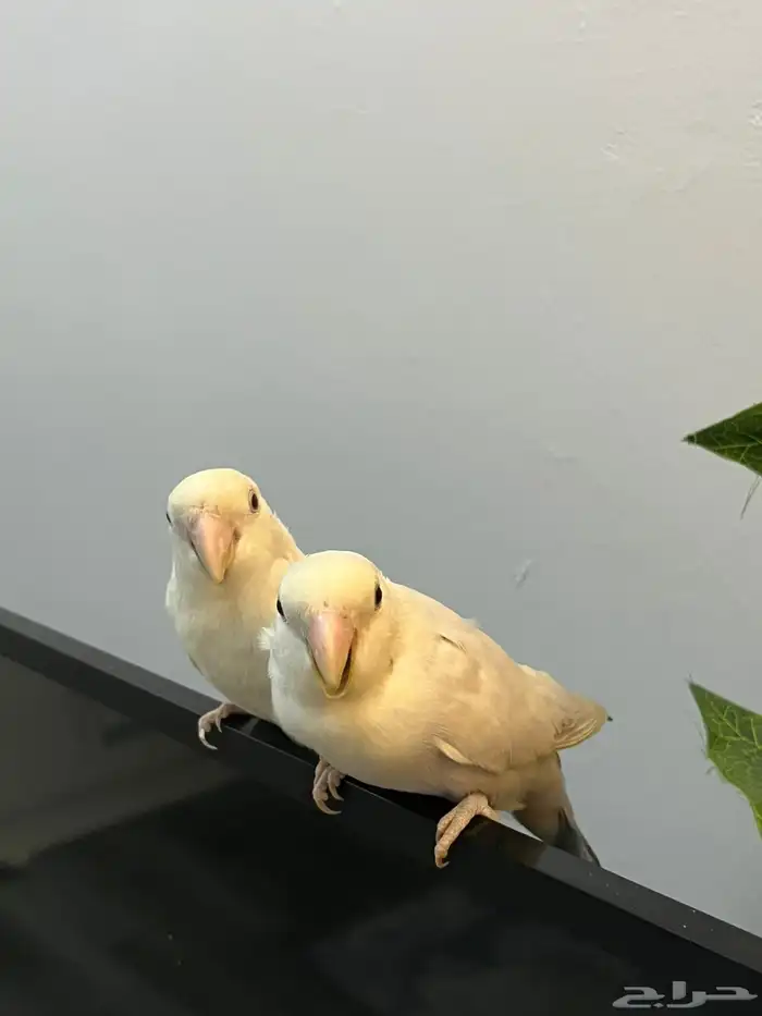 فرخين روز للبيع 5