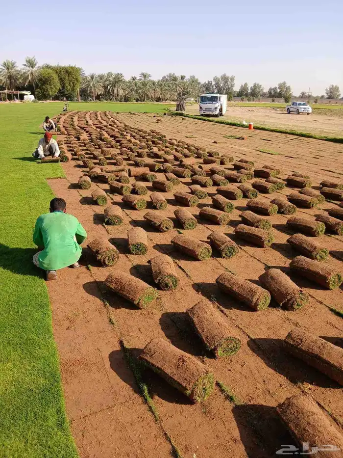 ثيل طبيعي سي 2000 درجه اولى صافي ونقي على الشرط شكل جمالي وخ 0