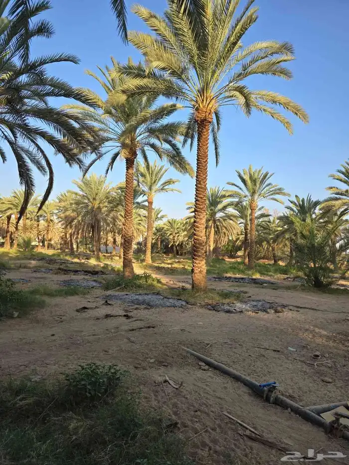 يوجد لدينا نخل عربي ووشنطني للبيع 4