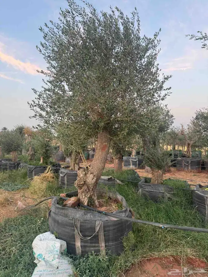 يوجد لدينا زيتون معمر مثمر جميع الأحجام ويوجد وسط ويوجد شتلا 7