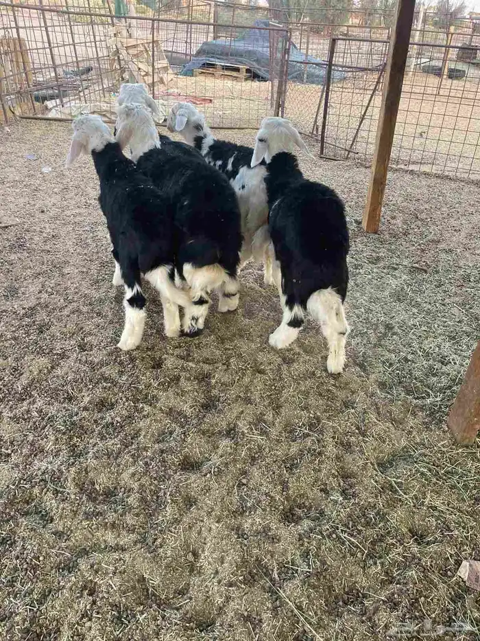 طليان للبيع 5