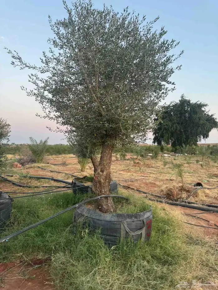 يوجد لدينا زيتون معمر مثمر جميع الأحجام ويوجد وسط ويوجد شتلا 2