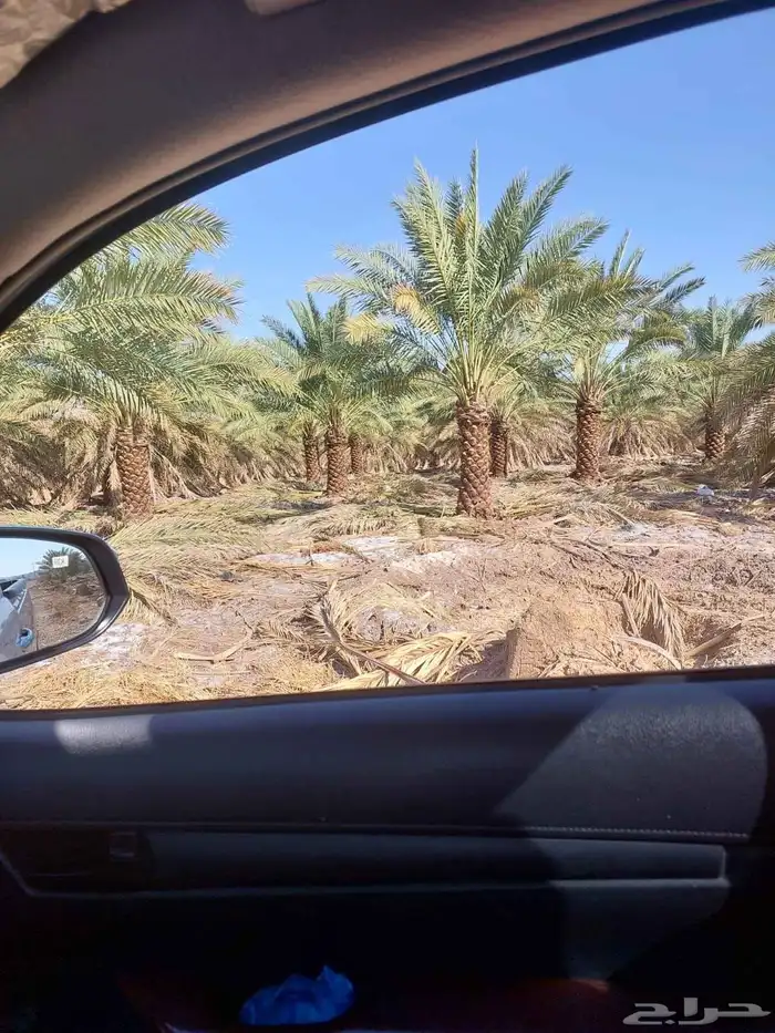 يوجد لدينا نخل البيع عربي مثمر وفسال 4