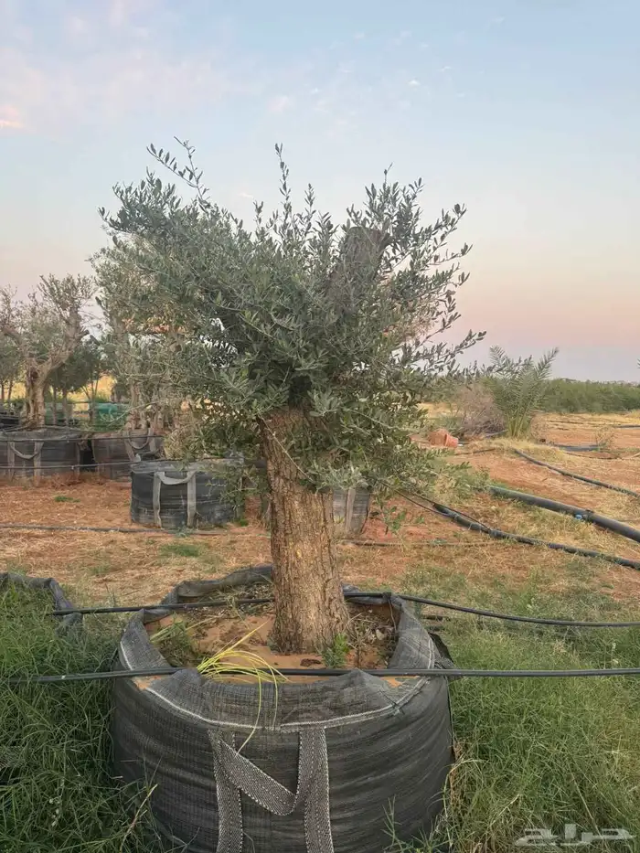 يوجد لدينا زيتون معمر مثمر جميع الأحجام ويوجد وسط ويوجد شتلا 8