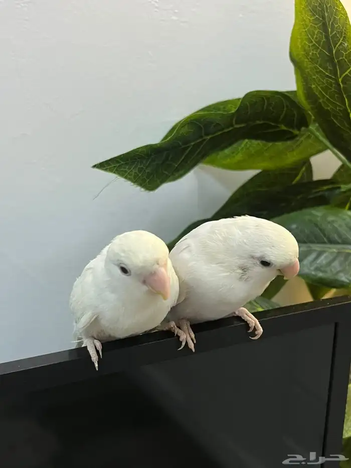 فرخين روز للبيع 4