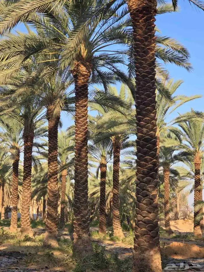 يوجد لدينا نخل عربي ووشنطني للبيع 0