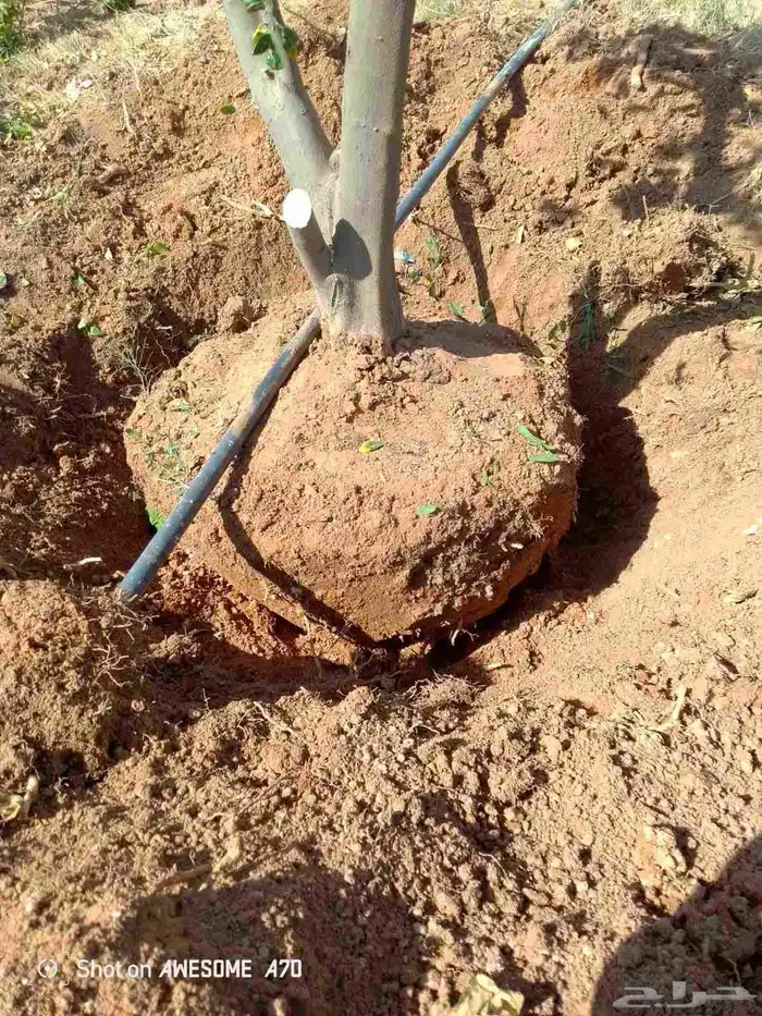 تكريب وقلع وغرس النخل والاشجار وكل شيء يخص الزراعه 1