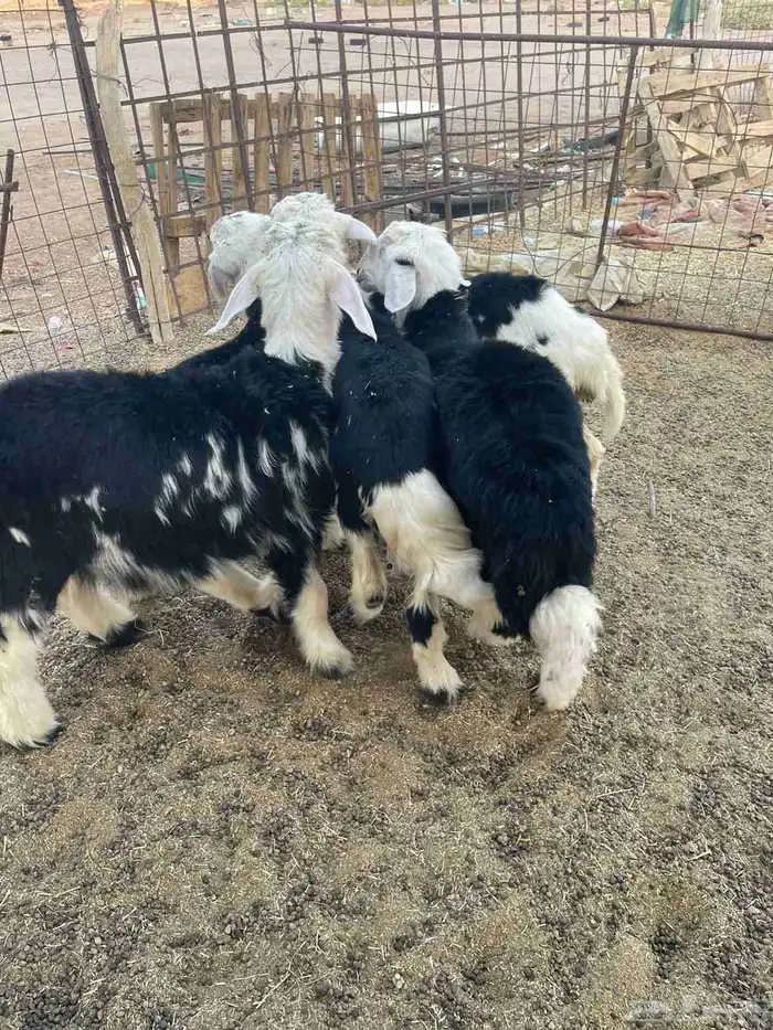 طليان للبيع 6