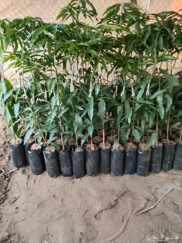 شتلات المانجو جمع انواعها توصيل إلى جميع أنحاء المملكة 2