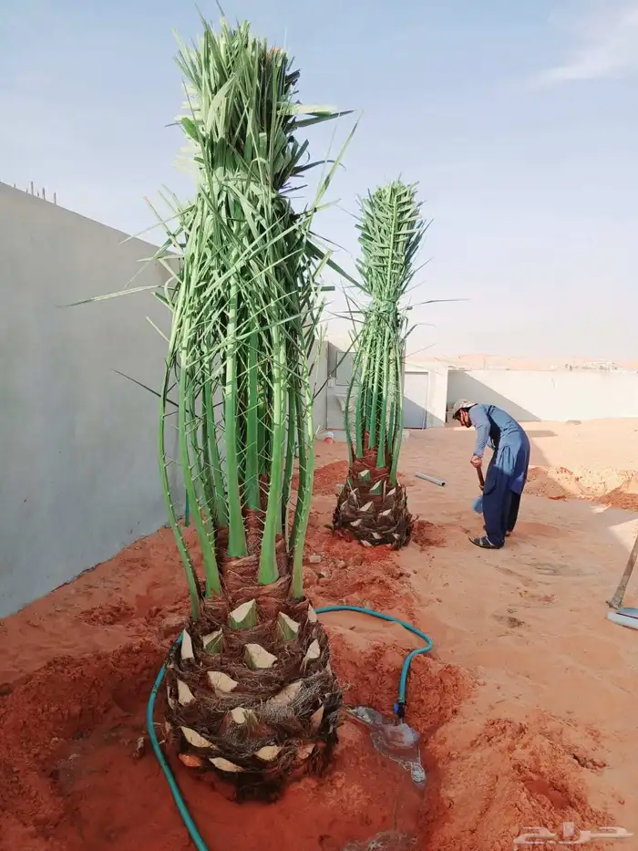 نخل واشنطني نخل مثمر نقايل اخلاص سكري صقعي شيشي هلالي مجدول 3