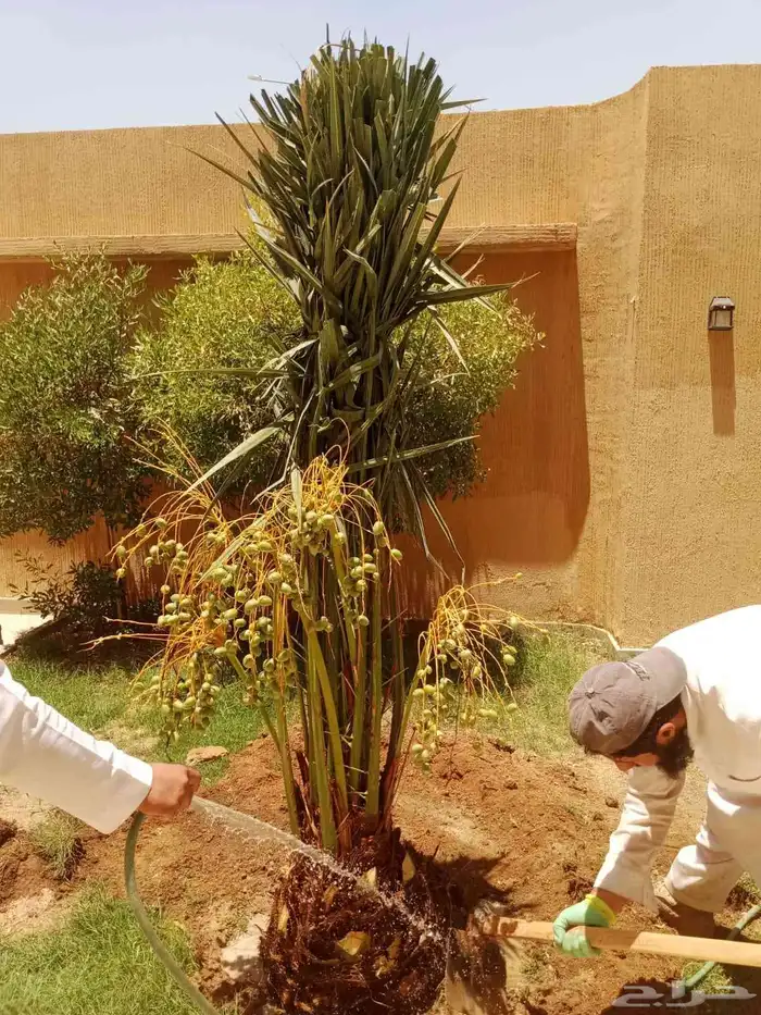 نخل للبيع نخيل مثمر فاخر نقايل خلاص سكري صقعي برحي شيشي سلج 1