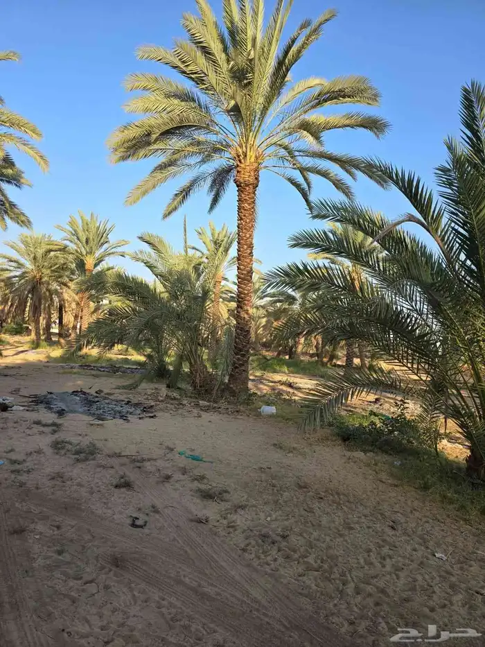 يوجد لدينا نخل عربي ووشنطني للبيع 2