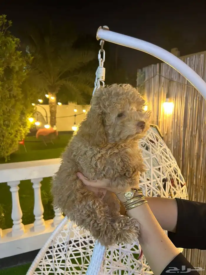 توي بودل مميز جميل جدا عيون خضراء 4