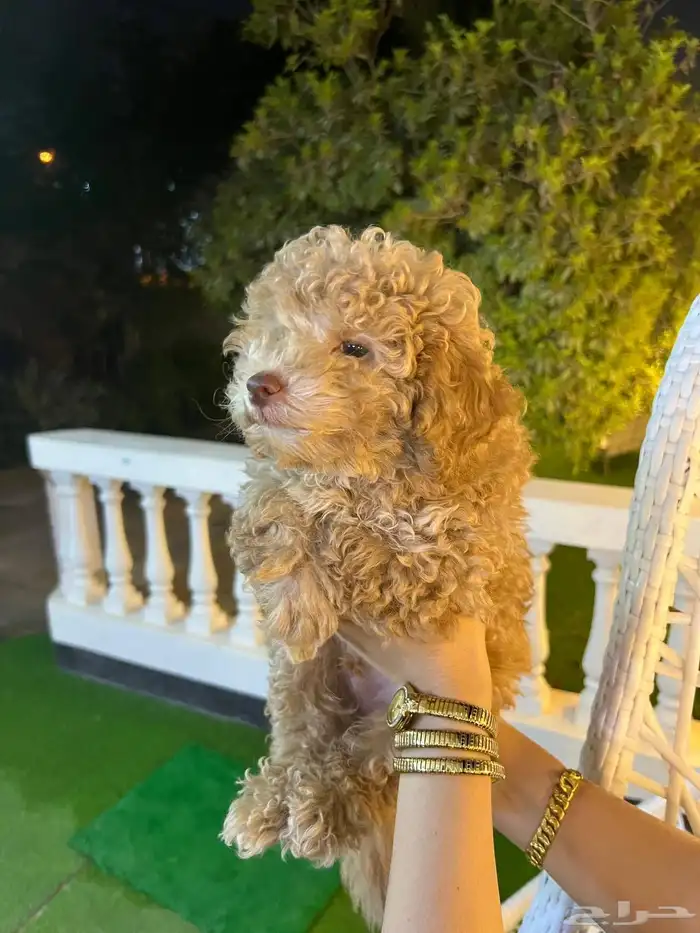 توي بودل مميز جميل جدا عيون خضراء 0