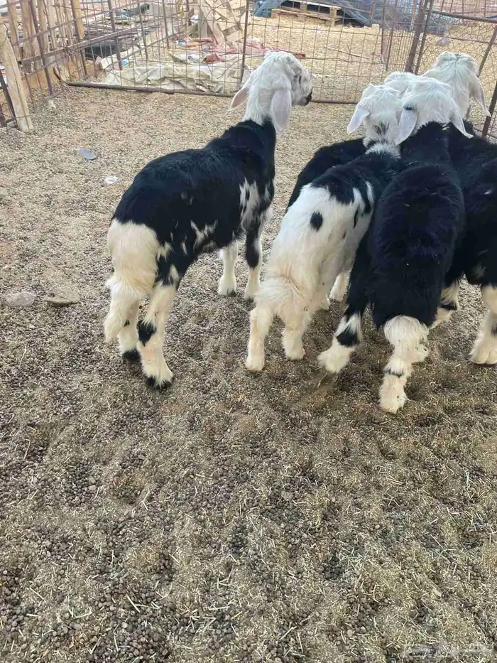 طليان للبيع 1