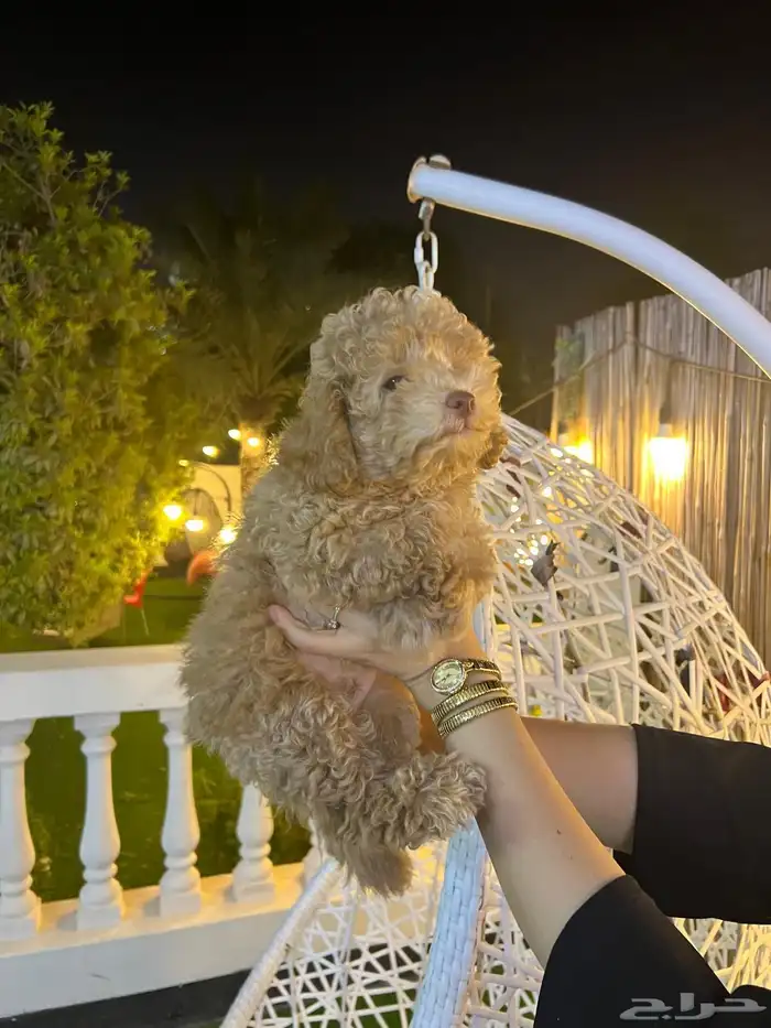 توي بودل مميز جميل جدا عيون خضراء 3