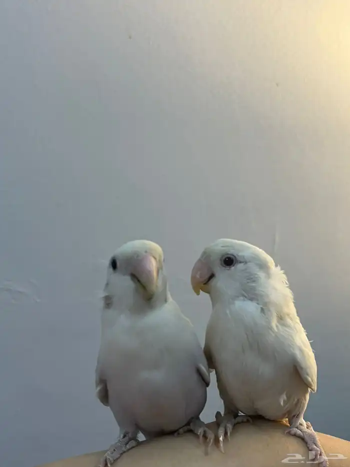 فرخين روز للبيع 3