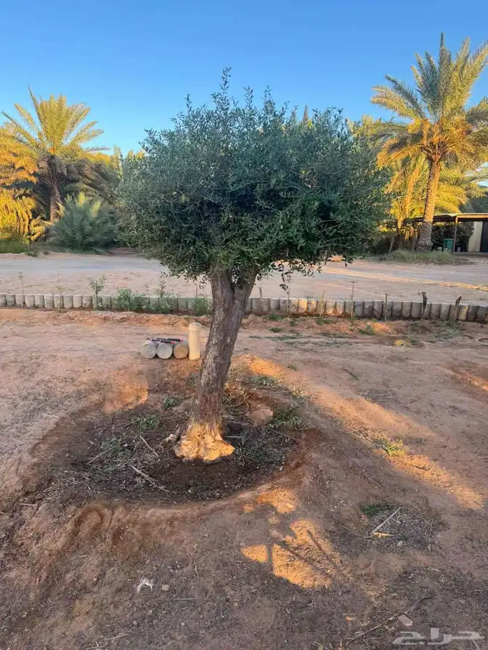 اشجار زيتون معمر 8