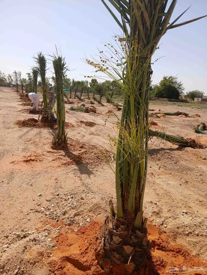 نخل مثمر نخل نقايل واشنطني اخلاص سكري برحي صقعي شيشي هلالي 1