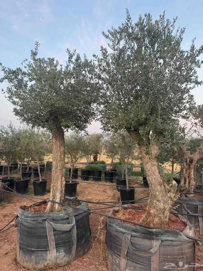 يوجد لدينا زيتون معمر مثمر جميع الأحجام ويوجد وسط ويوجد شتلا 1