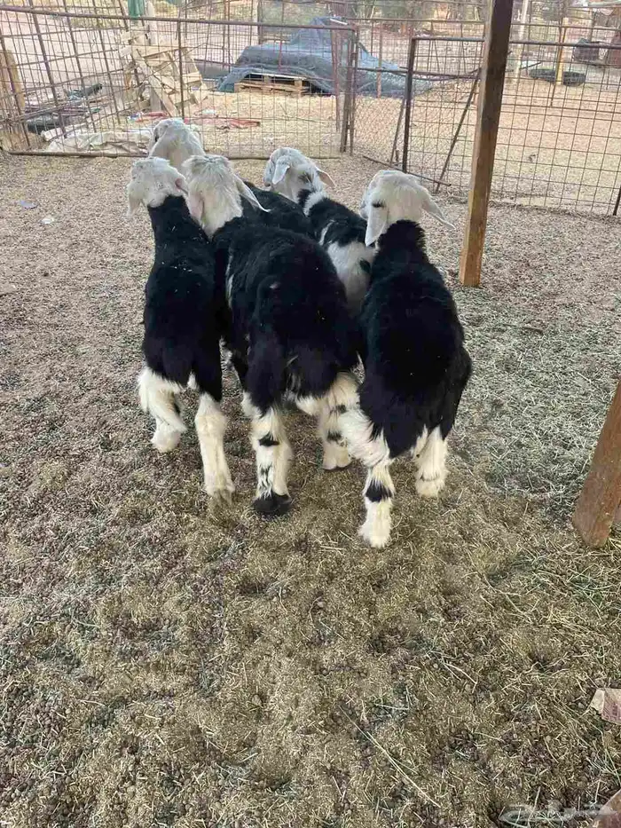 طليان للبيع 3