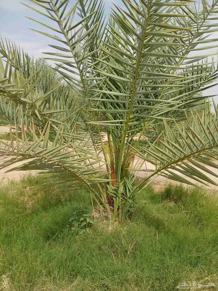 نخل مثمر نخل نقايل واشنطني اخلاص سكري برحي صقعي شيشي هلالي 4